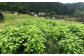 石川農園・毎日摂ろっか！えごまセット