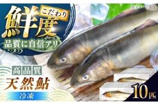 ＜冷凍＞清流 付知川産 天然あゆ 19～22cm 10匹入り / あゆ アユ 鮎 天然 天然鮎 冷凍 付知川 / 恵那市 / 恵那物産館 [AUFS008]