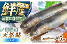 ＜冷凍＞ 清流 付知川の 天然あゆ 19～22cm 5匹入り / あゆ アユ 鮎 天然 天然鮎 冷凍 付知川 / 恵那市 / 恵那物産館 [AUFS009]