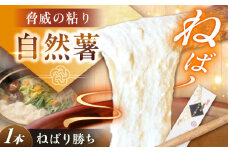 【伊勢神宮外宮奉納】　自然薯『ねばり勝ち』 1本入 / 自然薯 じねんじょ とろろ 山芋 やまいも / 恵那市 / 水戸屋 [AUFZ007]