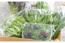 【レビューキャンペーン対象商品】葉物野菜 Bセット 新鮮 水耕栽培 3種類以上 10袋程度 | GreensFarm ホタル やさい サラダ 和え物 セット 詰め合わせ M08S51