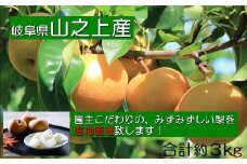 【レビューキャンペーン対象商品】【先行受付】【 数量限定 】精華園 の こだわり 梨 （約 3kg ）品種 は おまかせ | なし ナシ 果物 フルーツ 旬の果物 旬 新鮮 【2025年8月下旬～10月下旬迄発送予定】