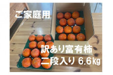 【レビューキャンペーン対象商品】【先行受付】【 数量限定 】精華園 の 家庭用 訳あり 富有柿 約6.6kg  【2025年12月上旬～12月下旬迄発送予定】