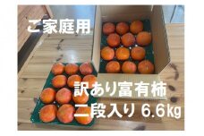 【先行受付】【 数量限定 】精華園 の 家庭用 訳あり 富有柿 約6.6kg  【2025年12月上旬～12月下旬迄発送予定】