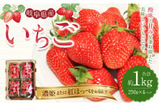 《数量限定》岐阜県産 いちご 「 濃姫 」または「 紅ほっぺ 」1ケース （約 250g × 4パック入） 苺 イチゴ 果物 フルーツ  【2025年1月上旬より順次発送予定】