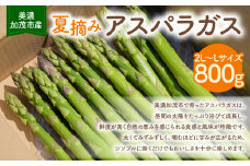 【レビューキャンペーン対象商品】【2025年6月中旬～7月下旬 発送予定】《夏収穫》アスパラガス 800g | 神戸ファーム 野菜 アスパラ 新鮮 旬 グリーンアスパラ