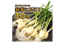 934 根と芽も丸ごと食べられる！発芽にんにく【30本】岐阜産クリーンルーム水耕栽培