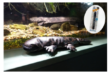 1001 世界淡水魚園水族館　アクア・トトぎふ　オオサンショウウオペンケース＋ボールペン