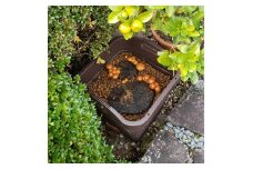 ナメコの原木プランター栽培完成品 ／ 家庭菜園 お手軽 栽培キット 自由研究 鑑賞 原木 きのこ なめこ