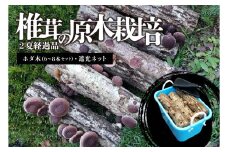 椎茸の原木栽培2夏経過品 ／ 家庭菜園 お手軽 栽培キット 自由研究 鑑賞 原木 きのこ しいたけ【  岐阜県 可児市 栽培キット 原木栽培 きのこ キノコ 家庭菜園 椎茸 料理 調理 国産 自由研究】