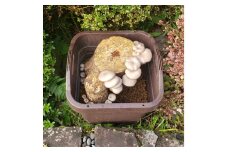 ひらたけの原木プランター栽培完成品 ／ 家庭菜園 お手軽 栽培キット 自由研究 鑑賞 原木 きのこ