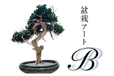 盆栽アート【B】 【盆栽 アート 伝統文化 インテリア ディスプレイ 再生 植物】