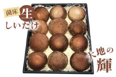 菌床生しいたけ　「大地の輝」 [No.003] ／ 椎茸 シイタケ 産地直送 国産 新鮮 岐阜県 特産
