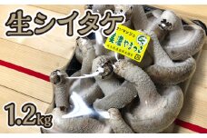 【山県しいたけ】生シイタケ　1.2kg [No.228] ／ 椎茸 新鮮 岐阜県 特産