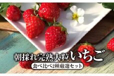 朝採れ完熟大粒いちご　食べ比べ2種厳選セット（3L～DX） [No.242] ／ イチゴ 苺 フルーツ 農園直送 岐阜県 特産品
