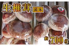 生椎茸　菌床　約700g [No.279] ／ しいたけ シイタケ 岐阜県 特産