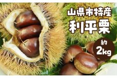  山県市特産　利平栗 約2kg [No.348] ／ くり 大粒 特産品 岐阜県