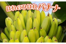 はれのひはれバナナ [No.384] ／ ばなな 果物 完全無農薬 岐阜県