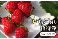 いちご狩り招待券　小人（小学生） [No.423] ／ 苺狩り イチゴ狩り 体験チケット 岐阜県