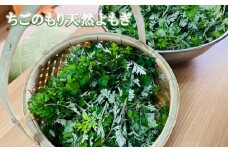 ちごのもり天然よもぎ [No.771] ／ 野草 美容 健康 岐阜県