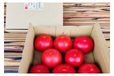 《先行予約》令和7年産《期間限定・数量限定》朝採り発送！飛騨古川池田農園の おいしい水と空気で育った 大玉トマト 3kg syun105