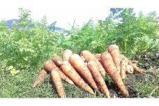 ひだかみ流葉　有機ニンジン 人参 有機野菜 在来品種・筑紫野五寸　有機人参（洗い）8kg　ゲルソン療法にもぜひご活用下さい！