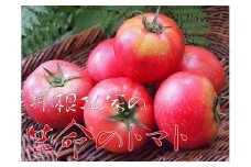 《先行予約》《期間限定》飛騨のトマト名人坪根さんが作るGABAたっぷり生命のトマト　大玉2キロ 約9玉～12玉 syun171
