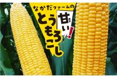 《令和7年産先行予約》《期間限定・数量限定》甘い！飛騨の朝採れトウモロコシ ゴールドラッシュ 8～10本お届け とうもろこし 野菜 syun31