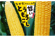 《令和8年産先行予約》《数量限定》甘い！飛騨の朝採れトウモロコシ ゴールドラッシュ 8～10本お届け とうもろこし 野菜 訳あり サイズ 不揃い 訳アリ syun31