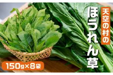 《先行予約》《期間限定》飛騨ほうれん草 150g×8個  朝採れほうれんそう　標高850m山之村で育った味の濃いホウレンソウ syun33