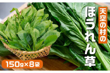 《先行予約》《期間限定》飛騨ほうれん草 150g×8個  朝採れほうれんそう　標高850m山之村で育った味の濃いホウレンソウ syun33