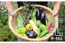 《先行予約》《期間・数量限定》飛騨 野菜セット 9～10品 自然栽培 野菜BOX・Lサイズ ソヤ畦畑 夏野菜 秋野菜 ピーマン ナス きゅうり オクラ ズッキーニ 自家採種 
