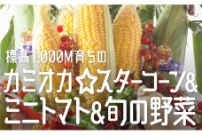 《先行予約》《期間・数量限定》特別栽培トウモロコン「カミオカスターコーン」＆「ミニトマト」をメインとした旬の野菜セット syun91