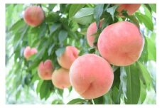 数量限定！こだわり　飛騨の桃　3kg（10～12玉） syun100