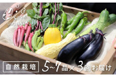 《先行予約》《3回定期便》飛騨 野菜セット 5～7品 自然栽培 野菜BOX 3回お届け 定期便 お楽しみ ソヤ畦畑 旬野菜 夏野菜 ピーマン ナス きゅうり オクラ ズッキーニ