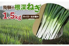 《先行予約》 訳あり 飛騨の根深ねぎ 8本 約1.5kg 薬味からお鍋までおすすめ！白ねぎ 白ネギ サイズ・太さ様々 不揃い 訳アリ ワケアリ 野菜 産地直送 国産 syun85