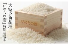 《先行予約》いのちの壱 5kg 12ヵ月 12回 定期便 特別栽培米 玄米対応可能 米 こめ コメ 12か月 syun13