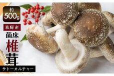 菌床しいたけ 2パック 計約500g 国産 椎茸 シイタケ 生しいたけ きのこ キノコ 鍋に すきやきに  syun25
