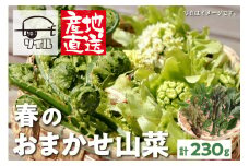 《数量・期間限定》【2024年4月中旬より発送】先行予約 雪解け水をたっぷり含んだ春のおまかせ山菜セット 計230g あずき菜 タラの芽 こしあぶら こごみ ふきのとう わらび せり ヨモギ 国産天然 syun175