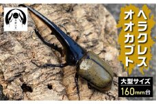 昆虫の王様 ヘラクレスオオカブト 160mm台 カブトムシ 大型 ♂ オス