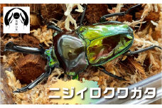 世界一美しいクワガタムシ ニジイロクワガタ ♂♀ オス メス ペア 成虫 