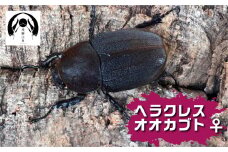昆虫の王様 ヘラクレスオオカブトのメス ♀ カブトムシ 大型 ブリード  Manoa系