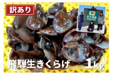 【訳あり】生きくらげ 1kg　政木農園 キクラゲ 飛騨 簡易包装 訳アリ わけあり ワケアリ 家庭用  飛騨市