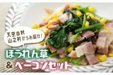 《先行予約》令和7年産【6月～10月発送】奥飛騨山之村 清水さんちのほうれん草180g×2・山之村牧場 スライスベーコン 100g セット 野菜 葉物野菜 ホウレンソウ ほうれんそう 産地直送