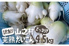 《満天☆青空レストラン 2/15放送予約》令和7年産【1月下旬～3月上旬発送】訳あり 飛騨 山之村 清水さんちの「寒熟だいこん」大根 4.5kg 野菜 やさい だいこん わけあり 不揃い ダイコン 野菜 根菜