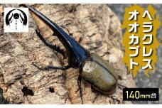 昆虫の王様 ヘラクレスオオカブト 140mm台 カブトムシ 大型 ♂ オス 昆虫 カブトムシ 生体