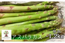 《先行予約》令和7年産 CHACRA DE MELLIZASのアスパラガス M~2L 1.2kg 野菜  期間限定 サイズ不揃い あすぱら アスパラガス グリーン アスパラ 訳あり ワケアリ 訳アリ 飛騨市［Q2361x_25］15000円 