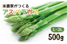 《先行予約》令和7年産 6月下旬以降発送 米農家がつくる！ 水にこだわった朝採れアスパラガス L~2L 500g 野菜 春野菜 夏野菜 アスパラ 朝採れ 訳あり わけあり 不揃い 池本農園 syun115