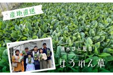【8月発送】《先行予約》令和7年産 奥飛騨山之村 清水さんちのほうれん草 180g×5袋 野菜 葉物野菜 ホウレンソウ ほうれんそう 産地直送