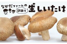 《先行予約》《訳あり》なかだファーム 訳あり しいたけ 200g×2 計400g 椎茸 個包装 詰め合わせ 便利